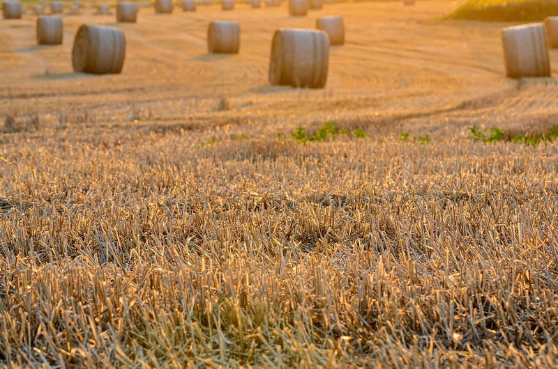 Harvest Events