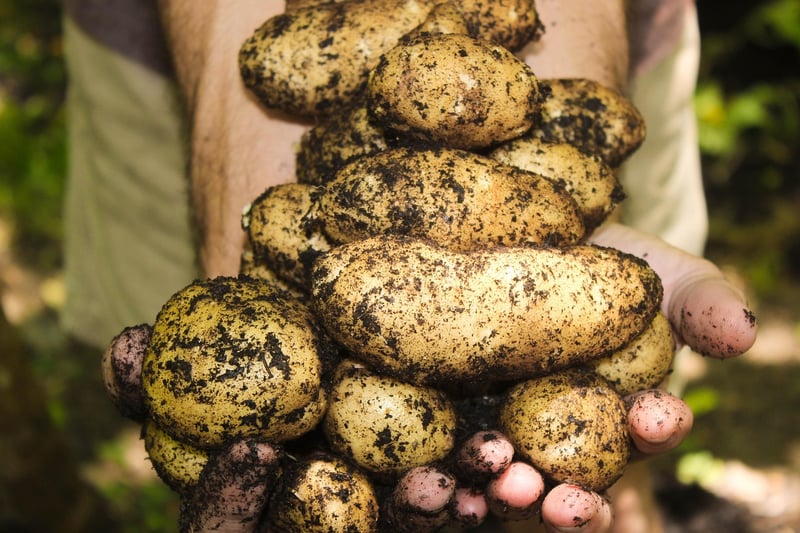 Summer Harvesting