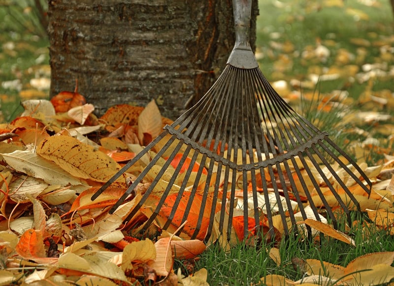 Fall Garden