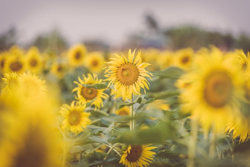 Summer Garden