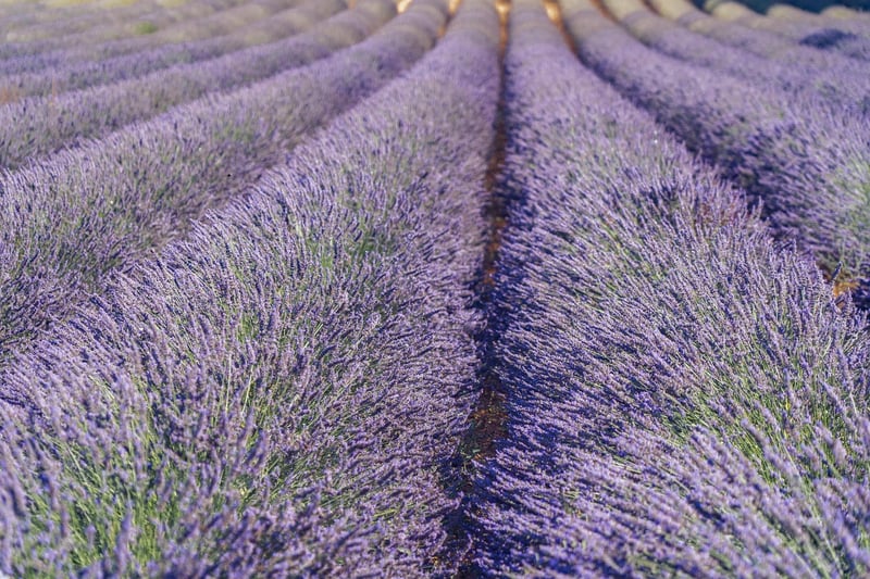 Lavender in a garden